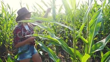 智慧农业慢生活方式运动视频概念.. 女孩农学家在玉米地里拿着平板电脑。